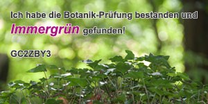 Immergrün